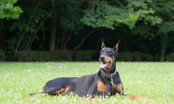 Doberman-Pinscher