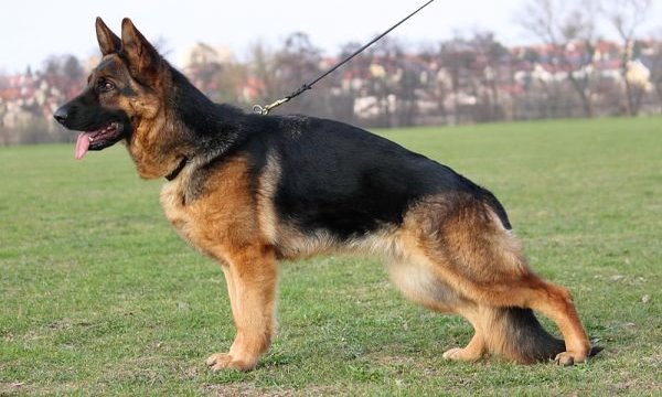 German-shepherd