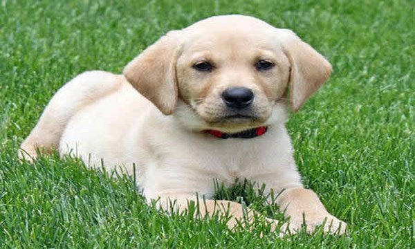 Labrador-Retriever 