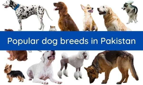 Top 20 Most Popular dog breeds in Pakistan 2023