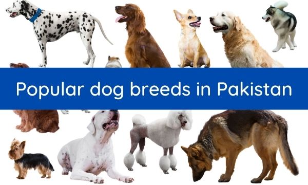 dog breeds in pakistan