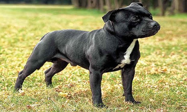 Staffordshire_Bull_Terrier