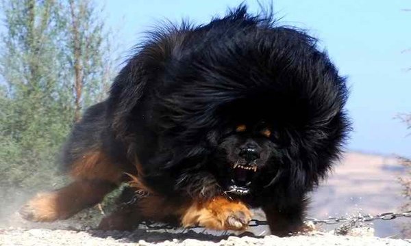 Tibetan_Mastiff