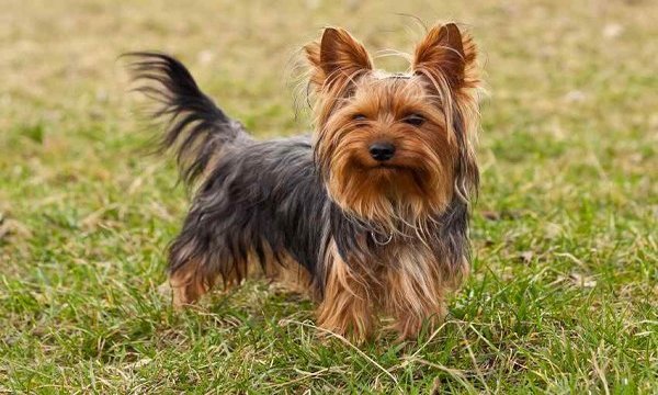 Yorkshire-terrier