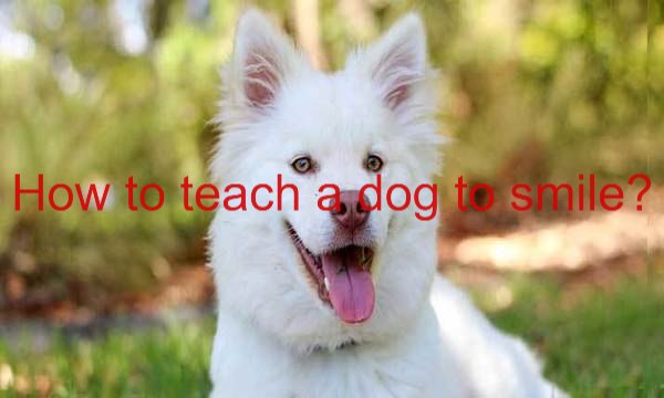 how-to-teach-a-dog-to-smile