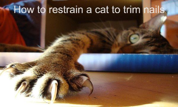 How to restrain a cat to trim nails?