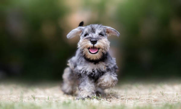 Schnauzer 