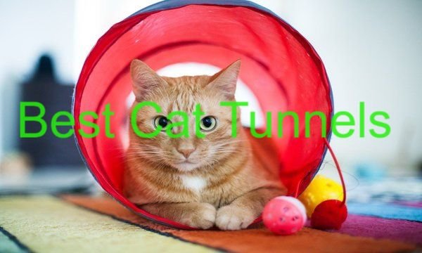 Best Cat Tunnels in 2022– Reviews & Buying Guide