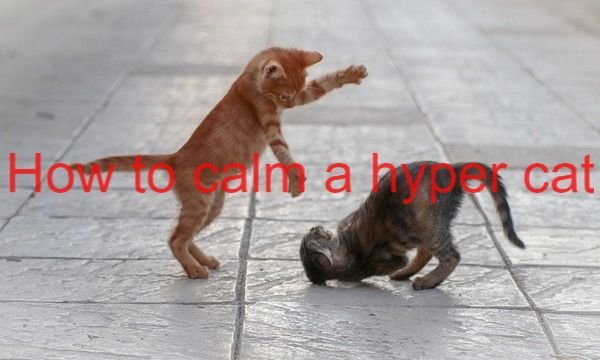 How to calm a hyper cat? 5 Tips