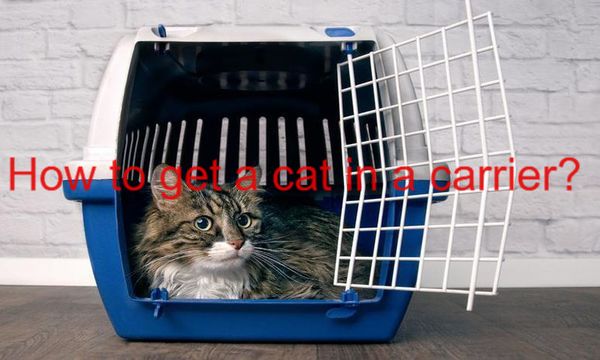 How to get an Aggressive cat in a Carrier? Two basic techniques!