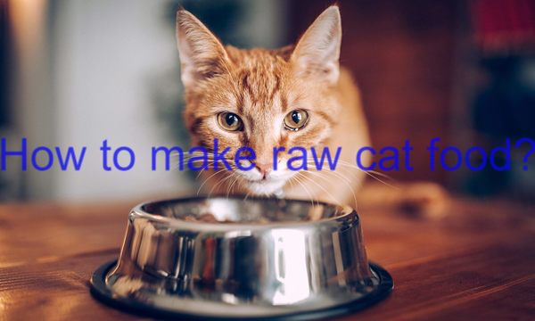 How to Make Raw Cat Food? 6 easy steps!