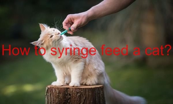 How to syringe feed a cat