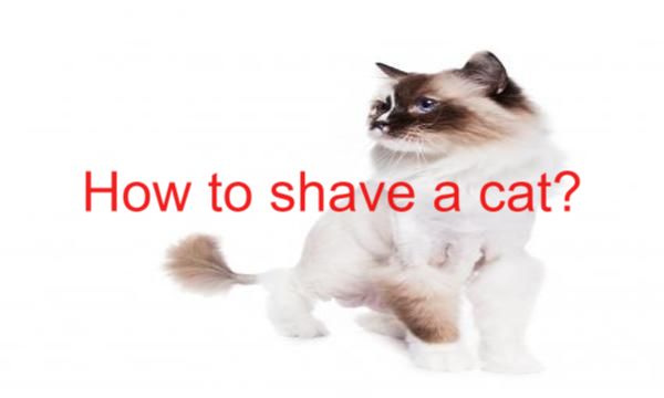 How to Shave a Cat? 5 Easy Tips
