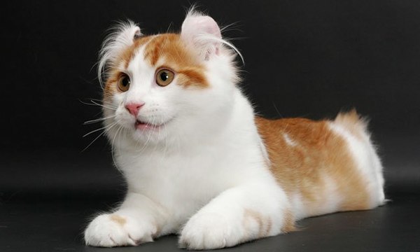 American_Curl_Cat