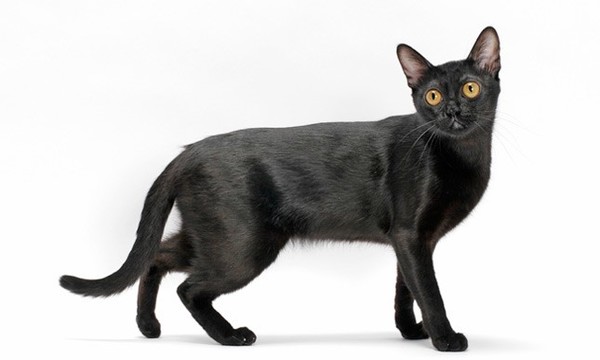 Bombay_Cat