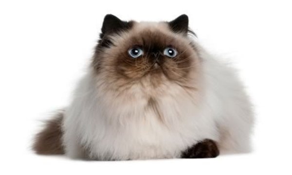 Himalayan_Cat