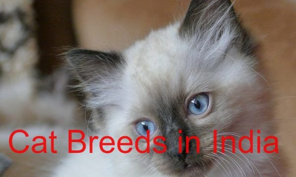 16 best cat breeds in India