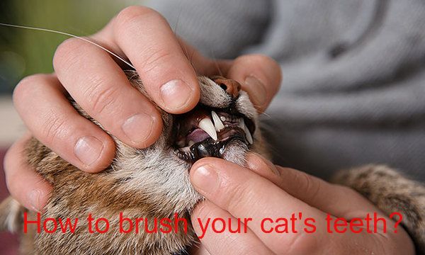 How to brush your cat’s teeth? Easy 7 Steps