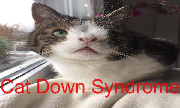 Cat DOWN SYNDROME: LATEST GUIDE