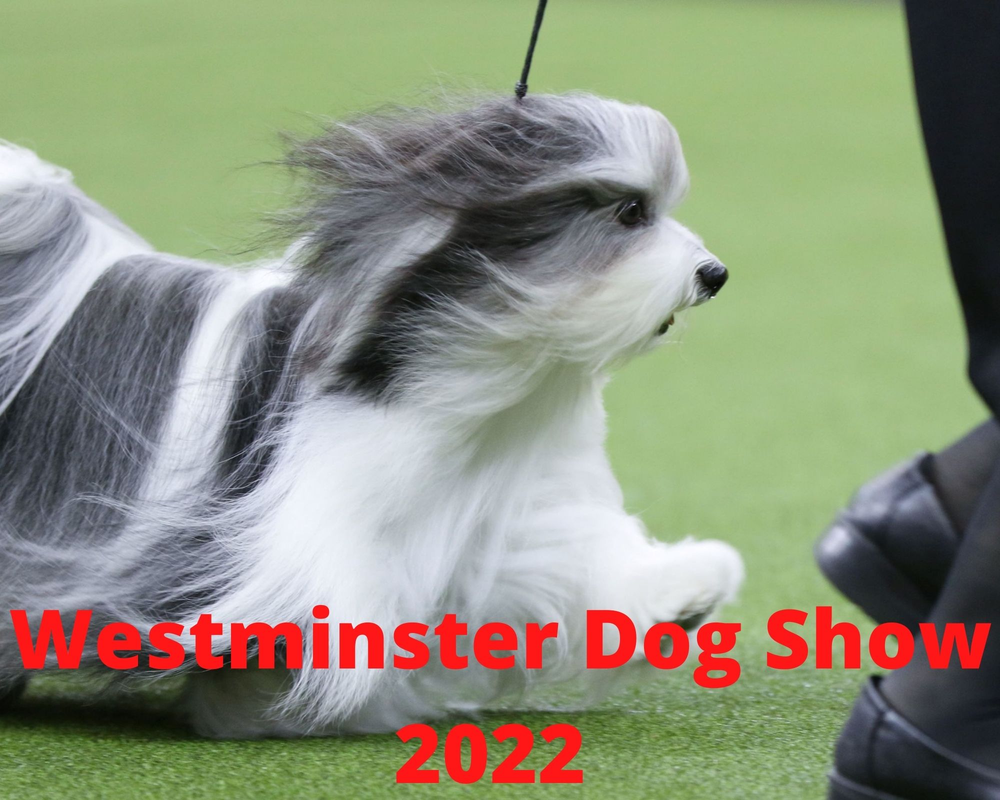 Westminster dog show 2022