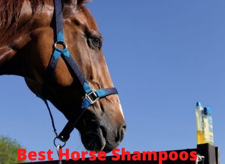 Best Horse Shampoos