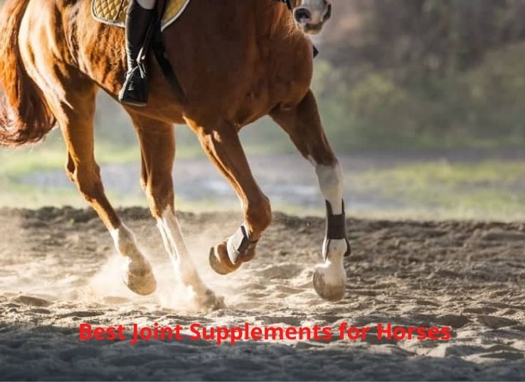 Best Joint Supplements for Horses in 2022: Latest Reviews