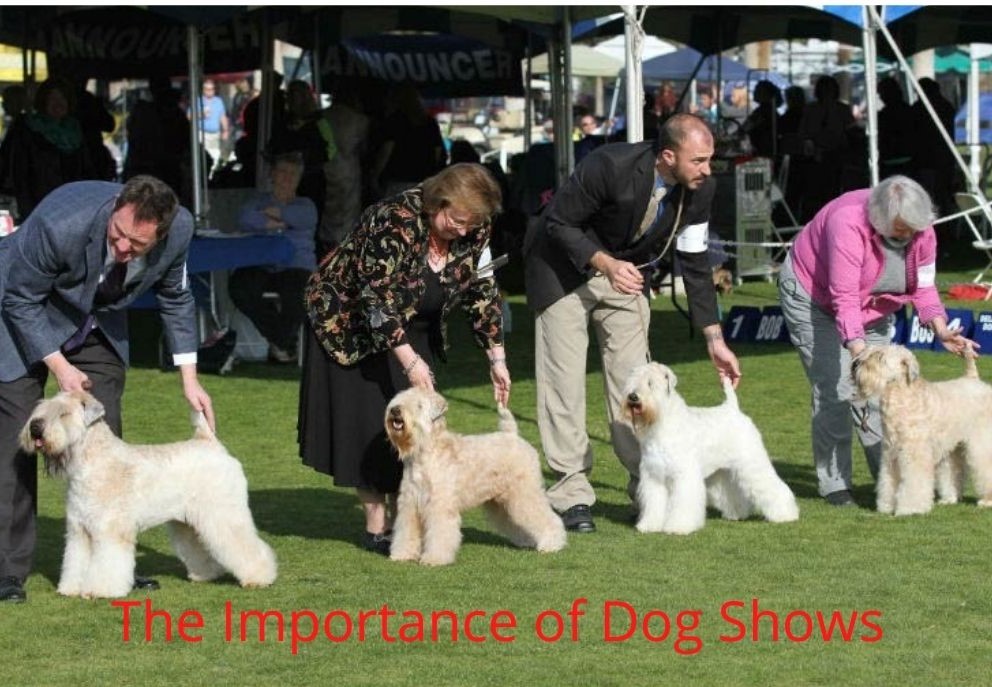 The Importance of Dog Shows