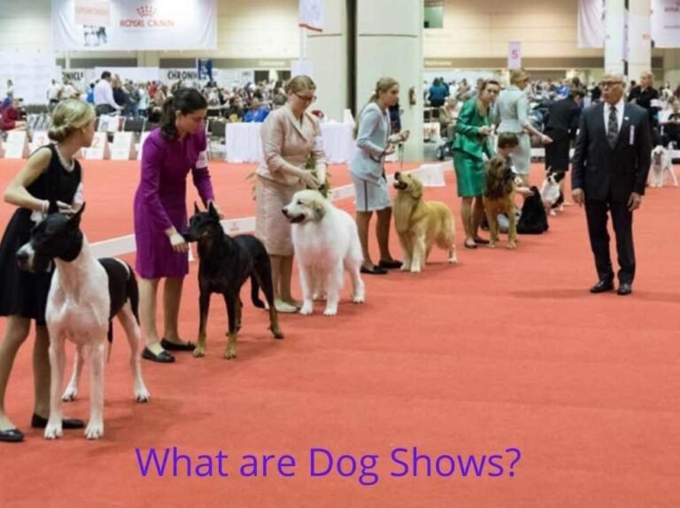What are Dog Shows? Latest Guide in 2022