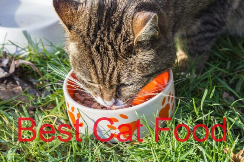 best-cat-food