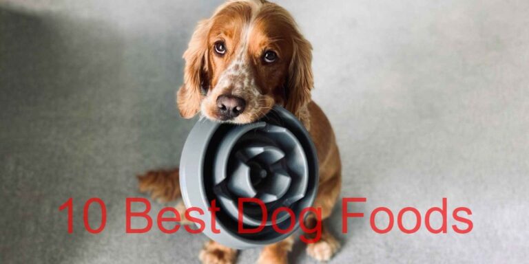 10 Best Dog Food in 2024: Latest Reviews