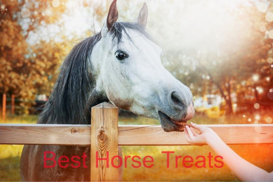 best horse treats