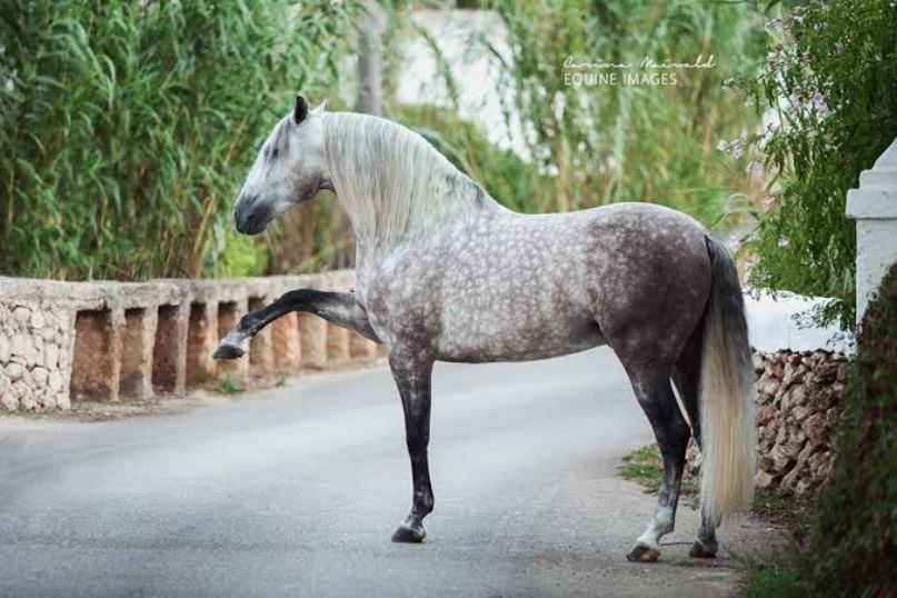 Andalusian-horse-breed