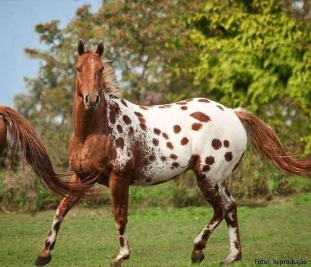 Appaloosa-horse-breed