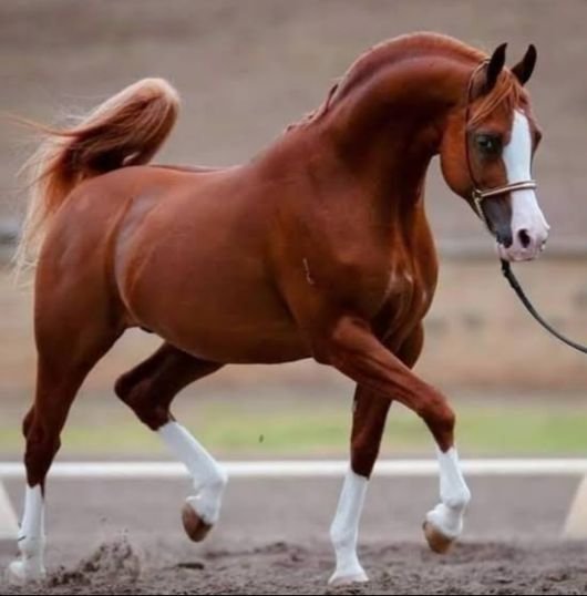 Arabian-horse