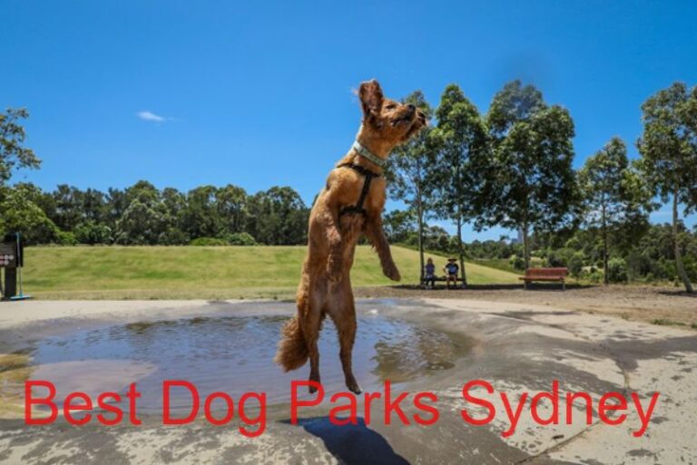 TOP 10 BEST DOG PARKS SYDNEY IN 2024 [NEW]