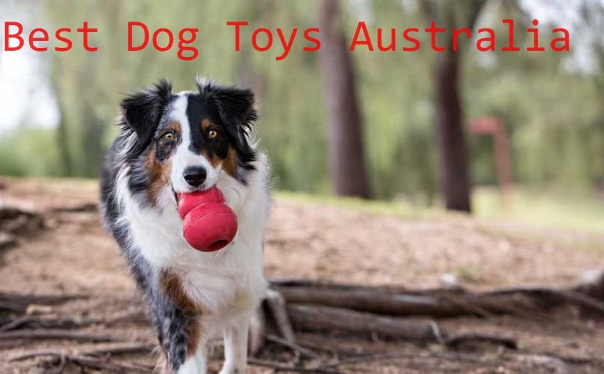 Best dog toys Australia