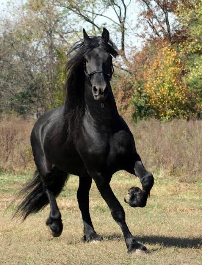 Friesian-horse-breed