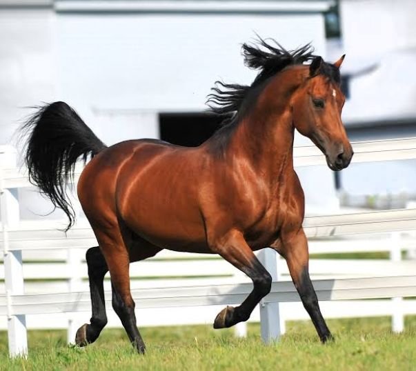 Morgan-horse-breed