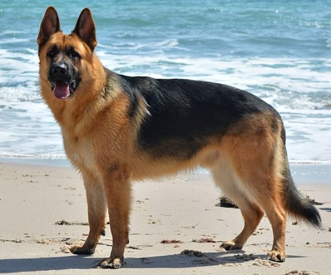 German- Shepherd