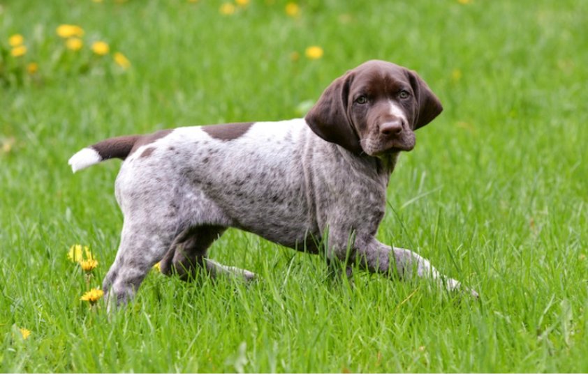 German- Shorthaired- Pointer