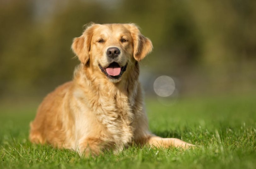 Golden- Retriever