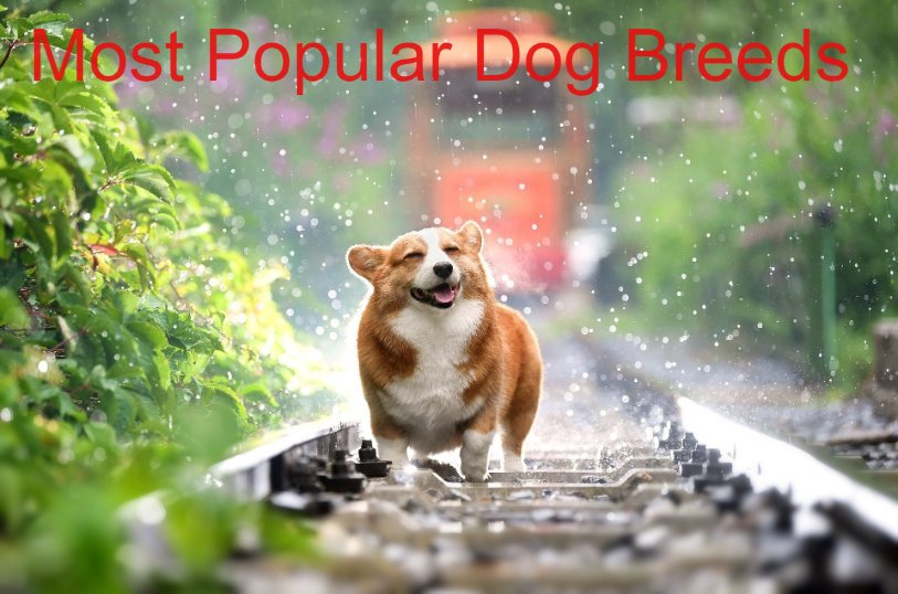 Most-Popular-Dog-Breeds