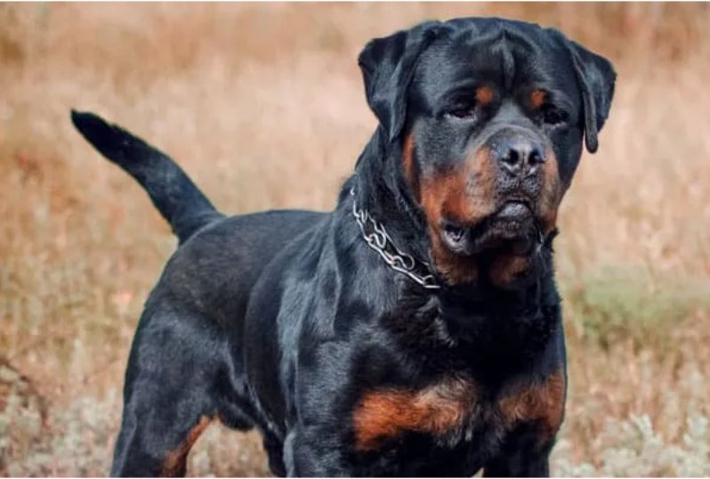 Rottweilers