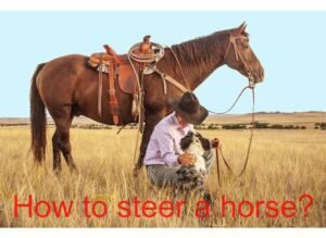 How to steer a horse