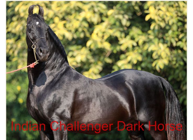 Indian challenger dark horse