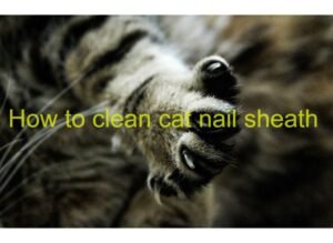 how to clean cat nail sheeth