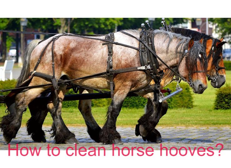 How to Clean Horse Hooves Properly: (Complete Guide)