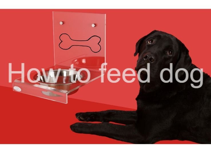 how to feed dog