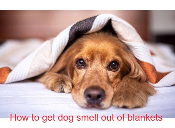 how to get dog smell out of blankets