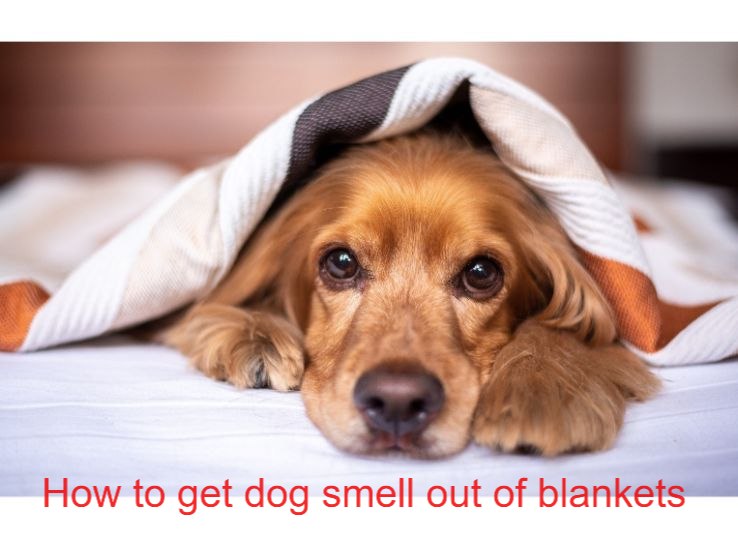 How to Get Dog Smell out of Blankets? Latest Guide 2024 - Animal Pedias